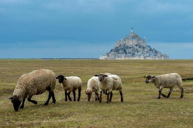 photo les célèbres agneaux de pré-salé de la baie du mont-saint-michel. © mathieu pattier / ouest-france