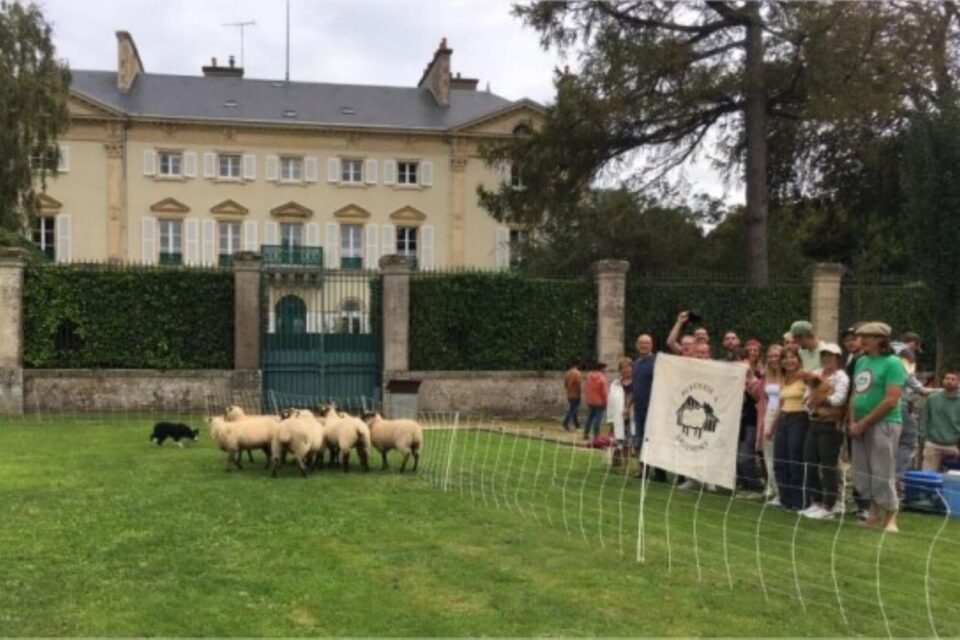 Samedi 23 septembre 2023, François Cerbonney a emmené ses moutons dans le jardin du square Beskett, derrière la sous-préfecture. Il protestait contre l'arrêté de démolition de sa bergerie de la baie du Mont-Saint-Michel.