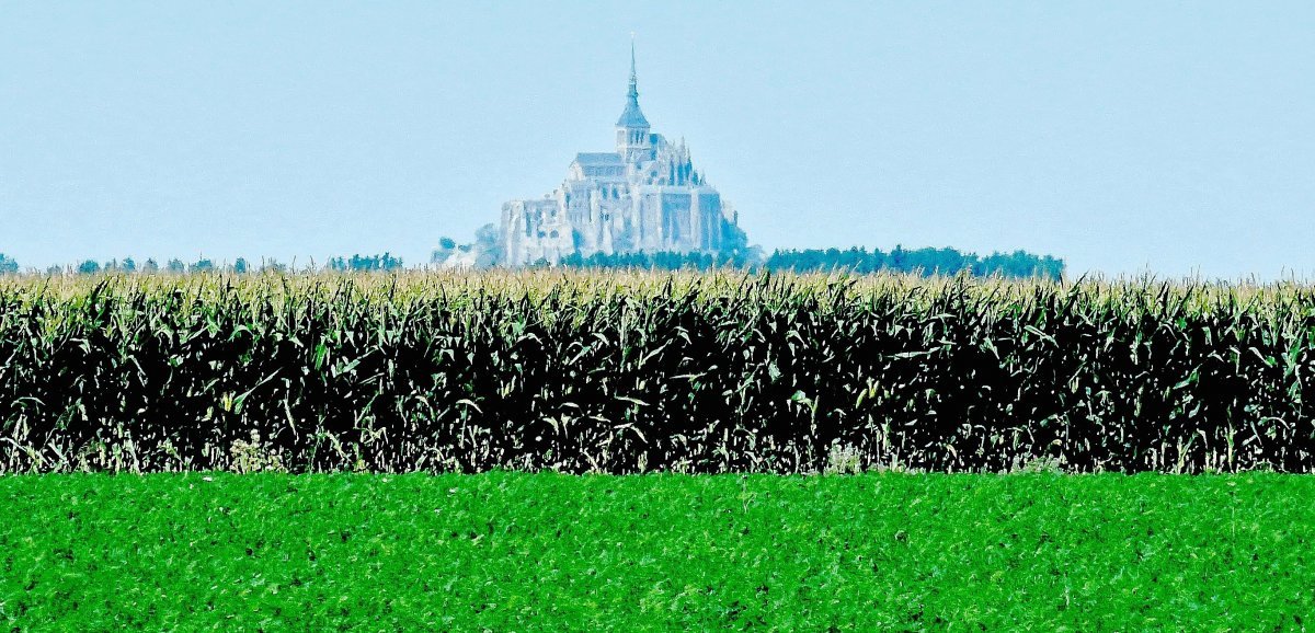 Le Mont-Saint-Michel. La récolte du maïs dans l'urgence