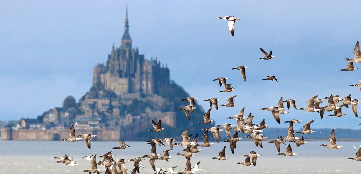 Le Mont-Saint-Michel. Une sortie ornithologique pour observer les oies sauvages
