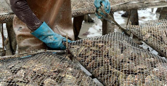 photo la fermeture temporaire d’une zone de stockage d’huîtres en baie du mont-saint-michel a été levée. 