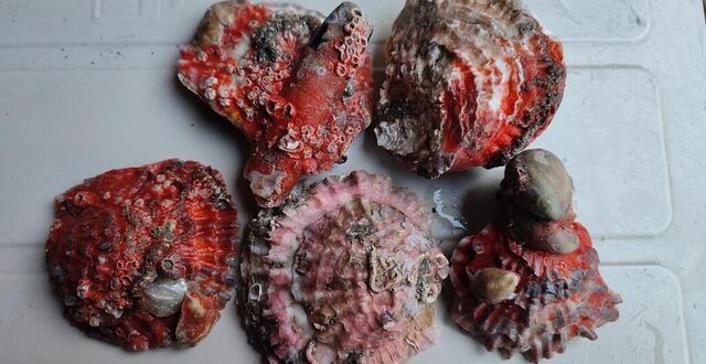 photo les huîtres rouges découvertes par un promeneur dans la baie du mont-saint-michel. 